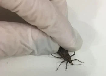 Casos suspeitos de Doença de Chagas colocam autoridades em alerta em Macapá